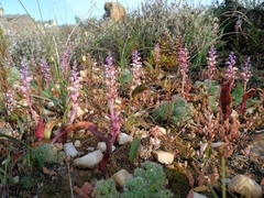 Lachenalia membranacea
