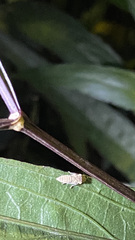 Homalodisca vitripennis