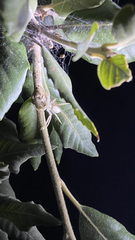 Cheiracanthium mildei