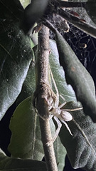 Cheiracanthium mildei