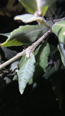 Cheiracanthium mildei