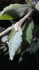 Cheiracanthium mildei