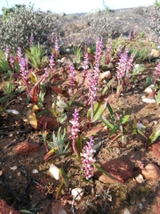 Lachenalia membranacea