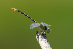 Ophiogomphus occidentis