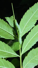 Trichoplusia ni