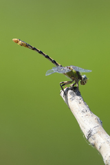 Ophiogomphus occidentis