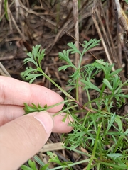 Artemisia capillaris