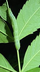 Trichoplusia ni