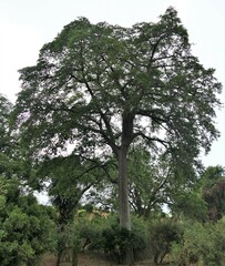 Milicia excelsa