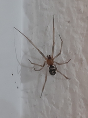 Steatoda grossa