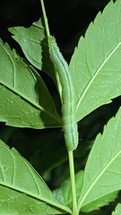 Trichoplusia ni