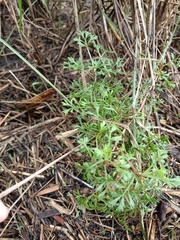 Artemisia capillaris