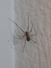 Steatoda grossa