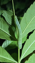 Trichoplusia ni