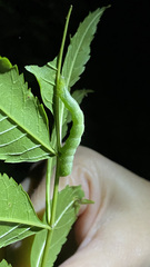 Trichoplusia ni