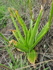 Bulbine latifolia