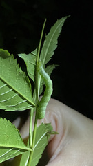 Trichoplusia ni