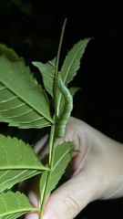 Trichoplusia ni