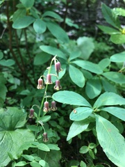 Anticlea occidentalis