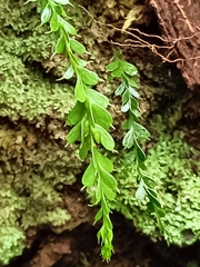 Tmesipteris tannensis