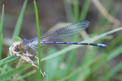 Argia emma