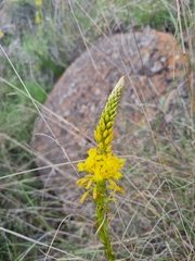 Bulbine latifolia