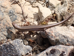 Oligosoma