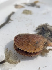 Mimachlamys asperrima