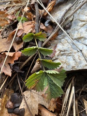 Drymocallis convallaria