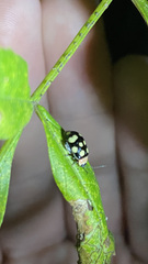 Alagoasa bipunctata perennis