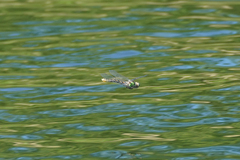 Ophiogomphus occidentis