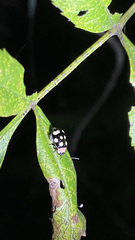 Alagoasa bipunctata perennis