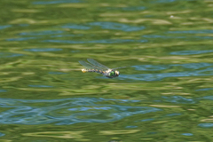 Ophiogomphus occidentis
