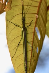 Brizoides
