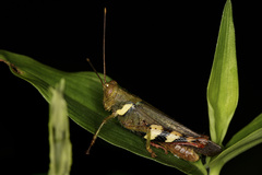 Apalacris varicornis