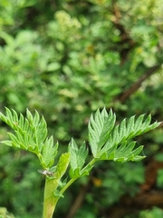 Leucosidea sericea