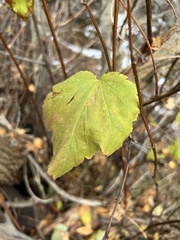 Physocarpus malvaceus
