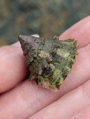 Trochoidea