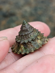 Trochoidea