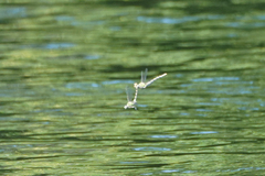 Ophiogomphus occidentis
