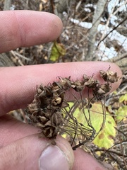 Physocarpus malvaceus