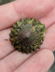Trochoidea
