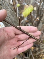 Physocarpus malvaceus