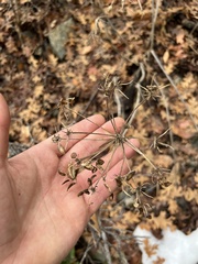 Lomatium