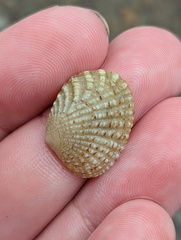 Gafrarium pectinatum