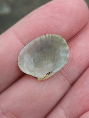 Gafrarium pectinatum