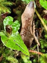 Corybas acuminatus