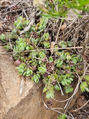 Crassula lanuginosa