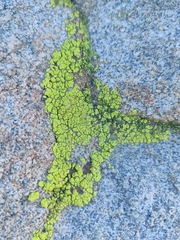 Acarosporaceae