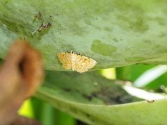 Notarcha aurolinealis